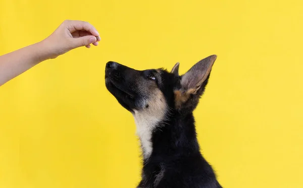 Cãozinho Pastor Alemão Sendo Domesticado Usando Deleite — Fotografia de Stock