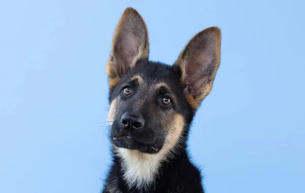 Funny German Shepherd Puppy Long Ears Head Tilted Blue Background — Stock Photo, Image