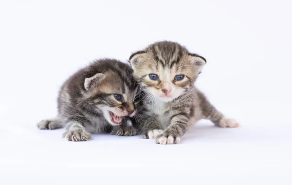 两只褐色的毛茸茸的毛茸茸的小猫 蓝眼睛 坐在象牙的背景上 看着相机 — 图库照片