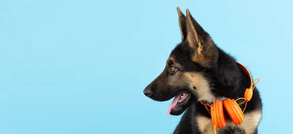 Chien Berger Allemand Chiot Dans Casque Fond Isolé Bleu Clair — Photo