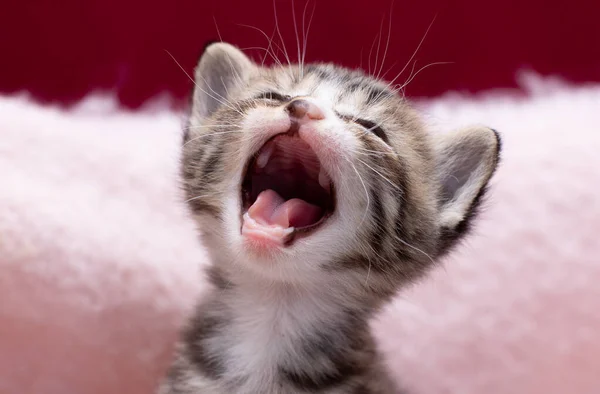 愛らしい子猫は ネズミの泣き声猫 — ストック写真
