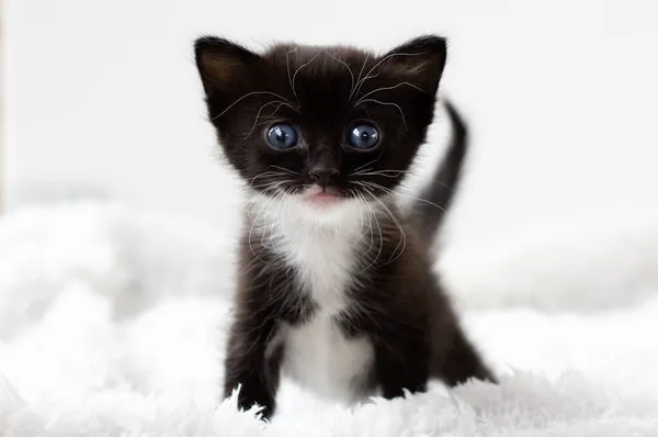 Очаровательный Чёрно Белый Котёнок — стоковое фото