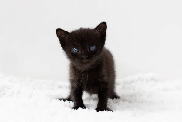 Piccolo Gattino Nero Seduto Uno Sfondo Bianco — Foto Stock
