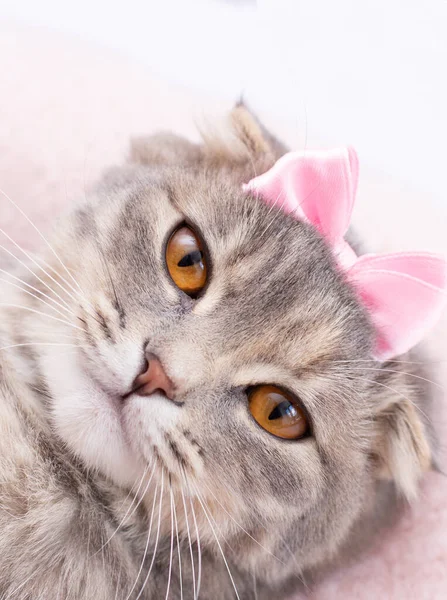 スコットランドの猫 ピンクの弓の肖像画 — ストック写真