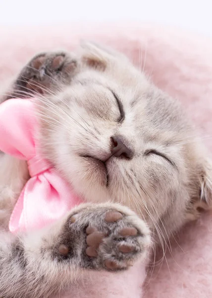 Funny Sleeping Baby Cat Kitten Wicker Basket — Stock Photo, Image