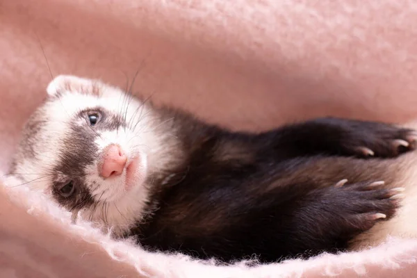 cute ferret hammocks