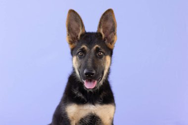 Bir Alman çoban köpeğinin yakın plan fotoğrafı. Mor arkaplanda fotokopi alanı pankartı var.