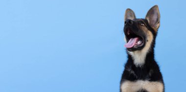 Bir Alman çoban köpeği köpek yavrusunun mavi arka planda fotokopi alanı pankartıyla görüntüsü.