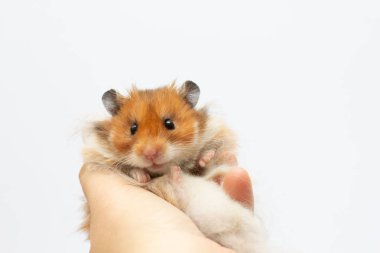 Beyazların üzerinde, elinde dinlenen hamster.