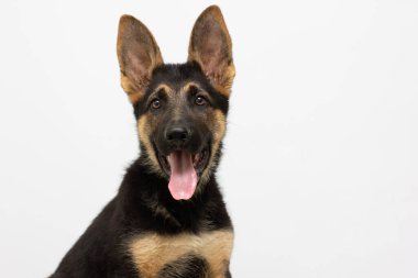 Güzel bir ağızlık, beyaz arka planda izole edilmiş Alman çoban köpeği yavrusudur. Yumuşak köpek, kahverengi ve siyah renkli.