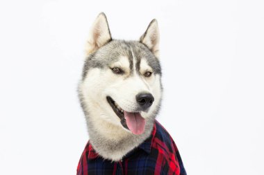 Ekose gömlekli komik köpeğe dil gösterilir. Beyaz arka planda komik bir hayvan yüzü