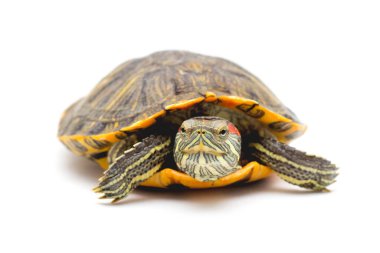 Beyaz zemin üzerinde izole edilmiş evcil kaplumbağa kırmızı kulaklı kaydırıcı (Trachemys scripta elegans).