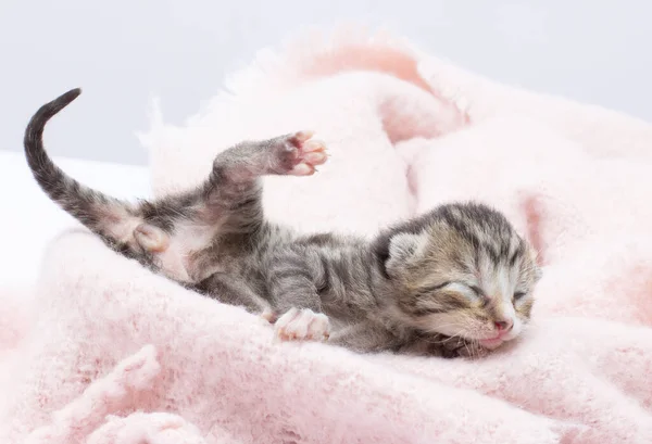 小さい子猫の足の上の男の子か女の子の子猫 — ストック写真