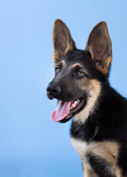 Primer Plano Cachorro Pastor Alemán Mirando Hacia Arriba Sobre Fondo — Foto de Stock