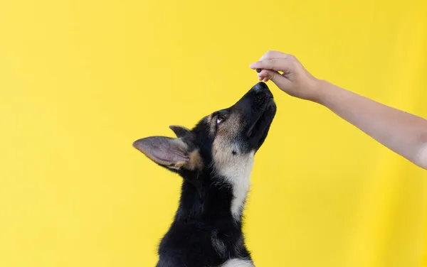 ドイツの羊飼い子犬は クリッカーと治療方法を使用して座る方法を訓練されています — ストック写真