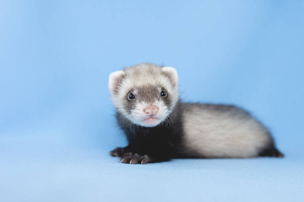 The baby ferret on a blue background