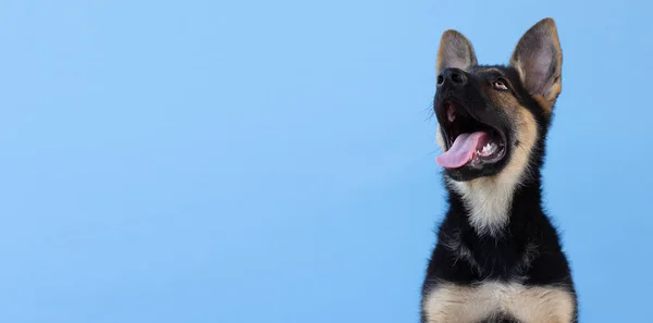 Close Cachorro Pastor Cão Alemão Olhando Para Cima Fundo Azul — Fotografia de Stock