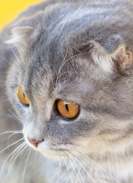Detailní Záběr Kočky Tvář Skotské Složit Kočka Velké Žluté Oči — Stock fotografie
