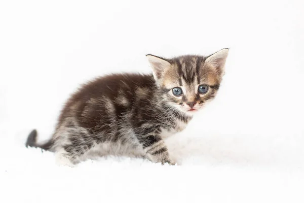 Tabby Kitten Zittend Witte Achtergrond — Stockfoto