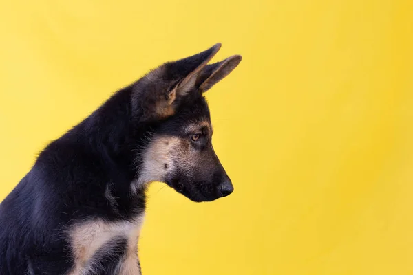 ドイツの羊飼いの子犬は黄色の背景に隔離された見て — ストック写真