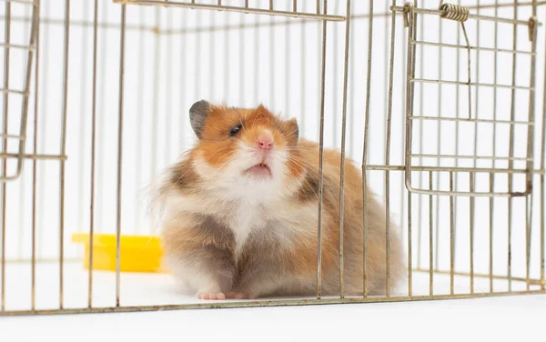 Hamsters Mignons Regardant Hors Une Cage — Photo