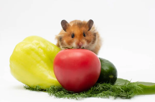 Hamster Syrien Mange Des Légumes Frais Tomates Pour Cet Animal — Photo