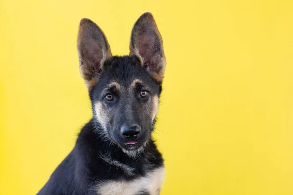 Cachorro Pastor Alemán Sobre Fondo Amarillo —  Fotos de Stock