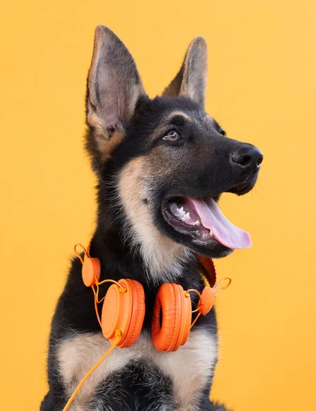 Hund Deutscher Schäferhund Welpe Kopfhörer Orangefarbener Hintergrund Das Konzept Der — Stockfoto