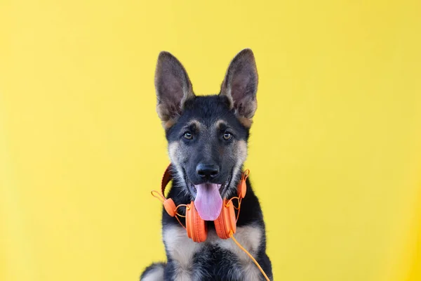 Lindo Cachorro Pastor Alemán Auriculares Aislados Sobre Fondo Amarillo —  Fotos de Stock