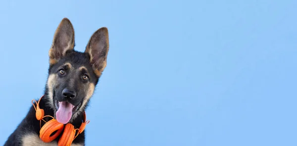 Pies Owczarek Niemiecki Szczeniak Słuchawkach Niebieskie Izolowane Tło Koncepcja Zwierząt — Zdjęcie stockowe