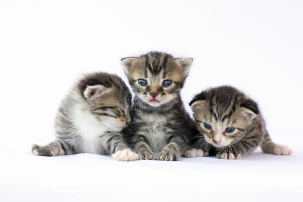Drie Schattige Pasgeboren Kittens Een Witte Achtergrond — Stockfoto