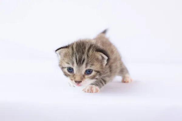 新生在白色背景上的小猫 — 图库照片