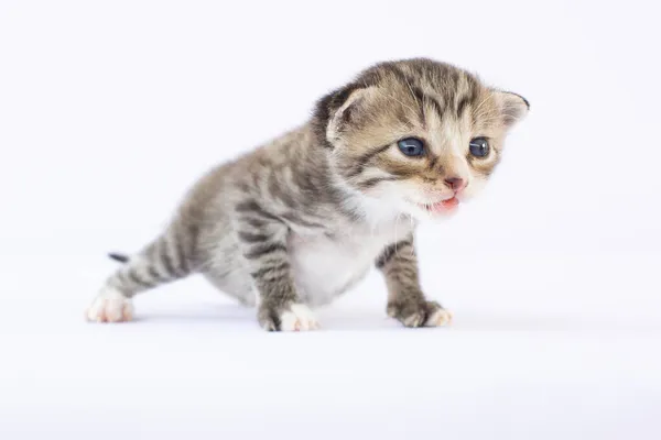 Pasgeboren Kitten Witte Achtergrond — Stockfoto