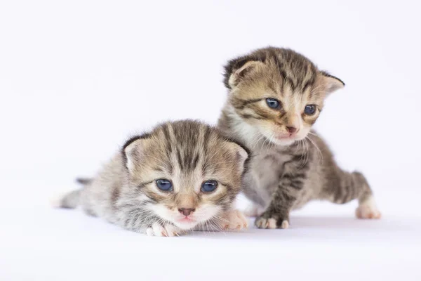 Twee Pasgeboren Kittens Witte Achtergrond — Stockfoto