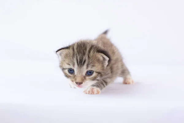 Pasgeboren Kitten Witte Achtergrond — Stockfoto