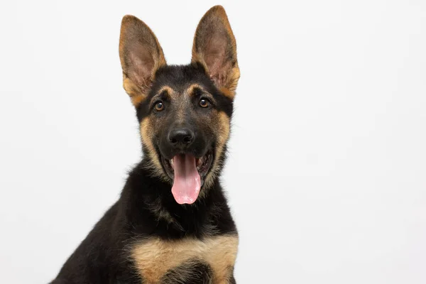 Beautiful Muzzle German Shepherd Puppy Isolated White Background Fluffy Dog — Stock Photo, Image