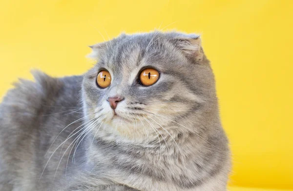 Portrét Šedé Kočky Pruhovaném Skotském Kožichu Žlutýma Očima Zblízka Žlutém — Stock fotografie