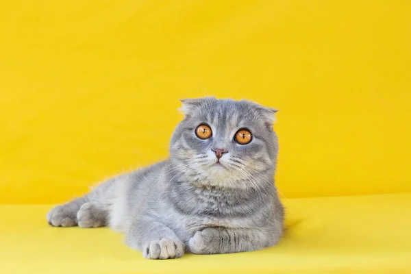 縞模様の灰色の肖像スコットランド黄色の背景に黄色の目のクローズアップで猫を折ります かわいいです面白いペット — ストック写真