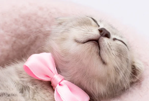 Pequeño Gatito Gris Sonriente Con Lazo Rosa Acostado Espalda Durmiendo — Foto de Stock