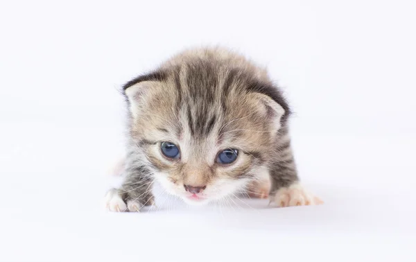 Pequeño Gatito Sobre Fondo Blanco — Foto de Stock