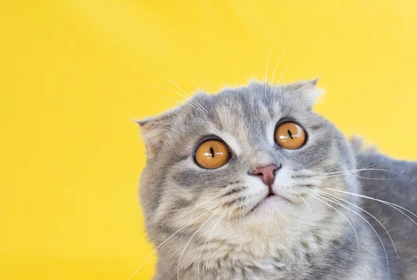 Scottish Krotnie Szary Kot Wielkimi Żółtymi Oczami Patrzy Dół Studio — Zdjęcie stockowe