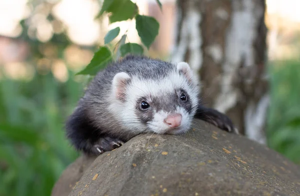 Sable Görény Mustela Putorius Nagy Zöld — Stock Fotó