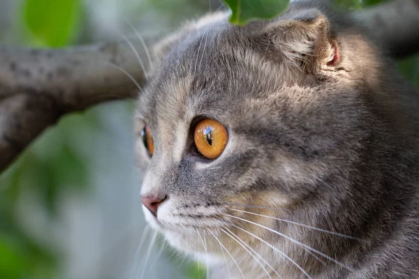 Retrato Gato Dobra Escocês Natureza — Fotografia de Stock