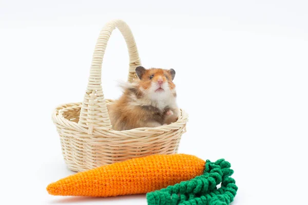 Hamster Dans Panier Avec Une Carotte Isolée Sur Fond Blanc — Photo
