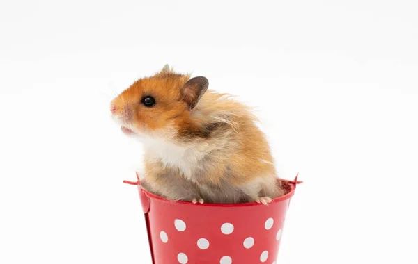 Hamster Drôle Dans Panier Sur Fond Blanc — Photo