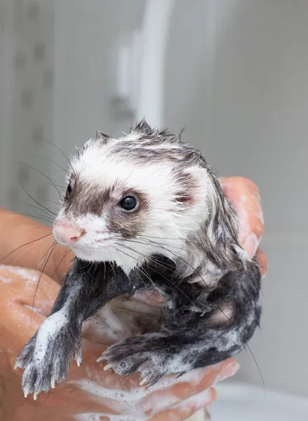 Ferret Polecat Πλύσιμο Στο Νερό Στο Μπάνιο — Φωτογραφία Αρχείου