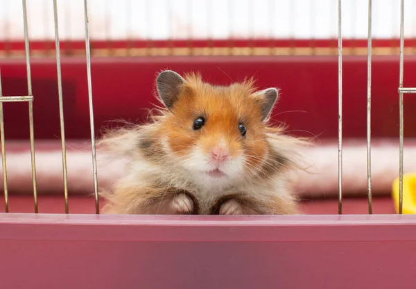 Hamster Sírio Espreitando Para Fora Sua Gaiola — Fotografia de Stock