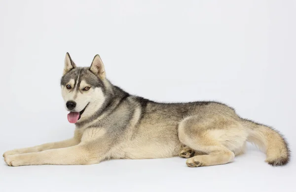 Sibirischer Husky Hund Liegt Auf Weißem Hintergrund — Stockfoto