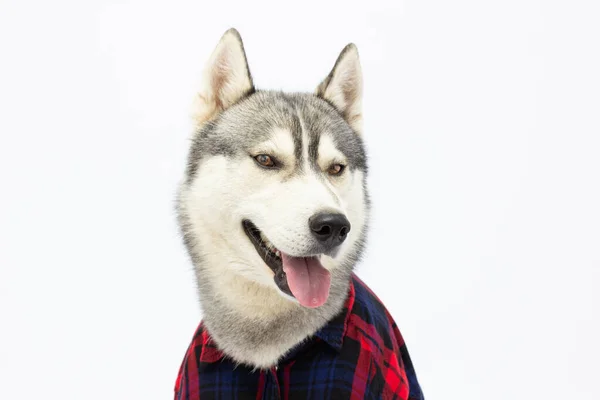 Lustiger Husky Hund Karierten Hemd Zeigt Zunge Lustiges Haustiergesicht Auf — Stockfoto