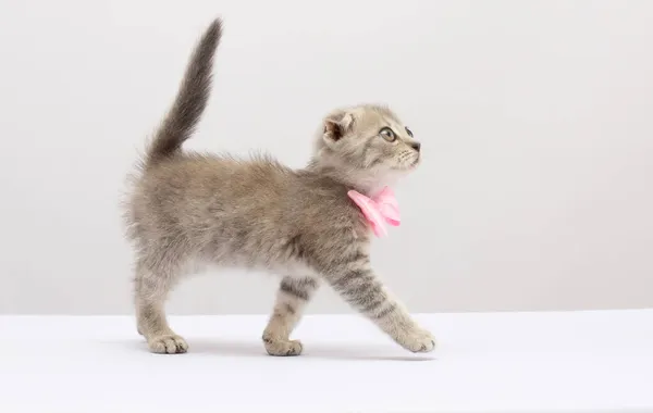 Jong Zilver Tabby Kitten Zoek Omhoog Het Dragen Van Een — Stockfoto